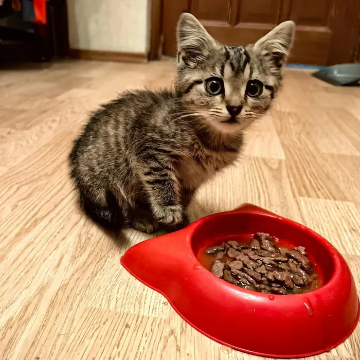 Urgently looking for a home for a charming little sprat - My, In good hands, cat, Kittens, Cat lovers, Volunteering, Moscow, Animal shelter, Kindness, Small cats, Helping animals, Animal Rescue, Pets, Fluffy, No rating, Video, Soundless, Vertical video, Longpost