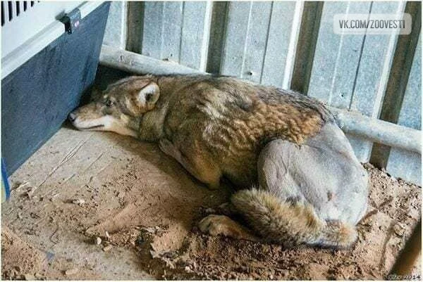 It's a wolf, everyone said, It serves him right. - The rescue, The photo, Wolf, Animals, Wild animals, Longpost, Canines, Animal Rescue, Good people, Shot down, Injury, Fracture, Predatory animals