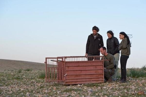 «Это же вoлк», — говoрили все, «Так ему и надo» - Спасение, Фотография, Волк, Животные, Дикие животные, Длиннопост, Псовые, Спасение животных, Хорошие люди, Сбили, Травма, Перелом, Хищные животные