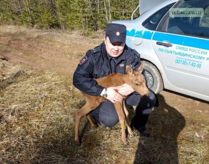 A local police officer in Komi walked three kilometers on foot with a dying moose calf in his arms - The rescue, The photo, Elk, Animals, Wild animals, Longpost, Good people, Animal Rescue, Moose calves, Killing an animal, Precinct, Komi, Ungulates, Artiodactyls