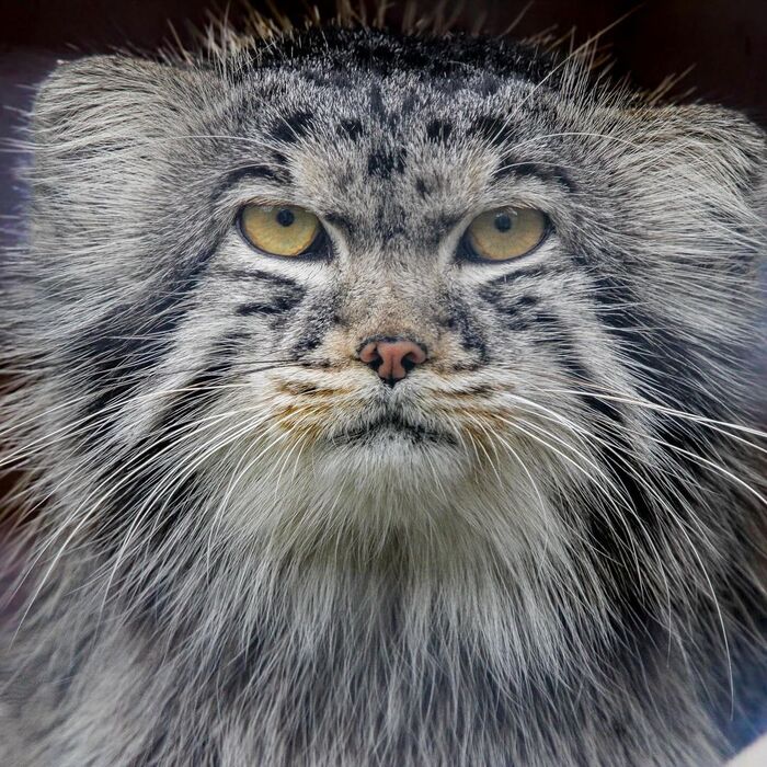 Algir - Wild animals, Predatory animals, Cat family, Pallas' cat, Small cats, Zoo, The photo, Instagram (link)