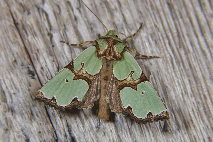 Scoop Moth - Staurophora celsia - My, Scoop, Green, Butterfly, Lepidopterology, Macro photography, Arshan, Longpost