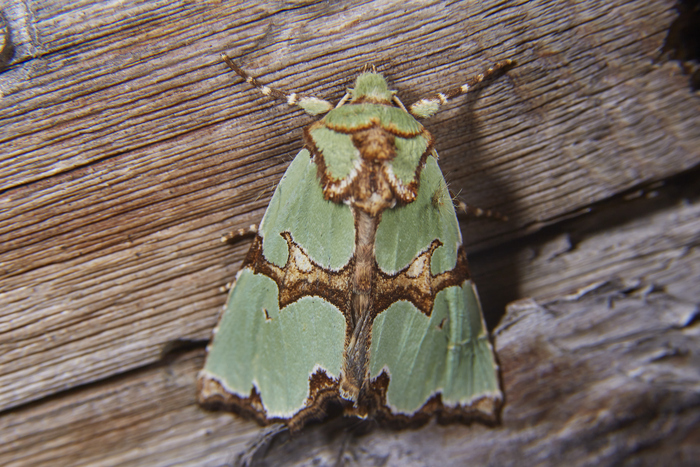 Совка Роскошная - Staurophora celsia
