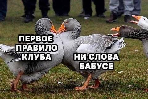   ,   , , ,   (), Telegram ()