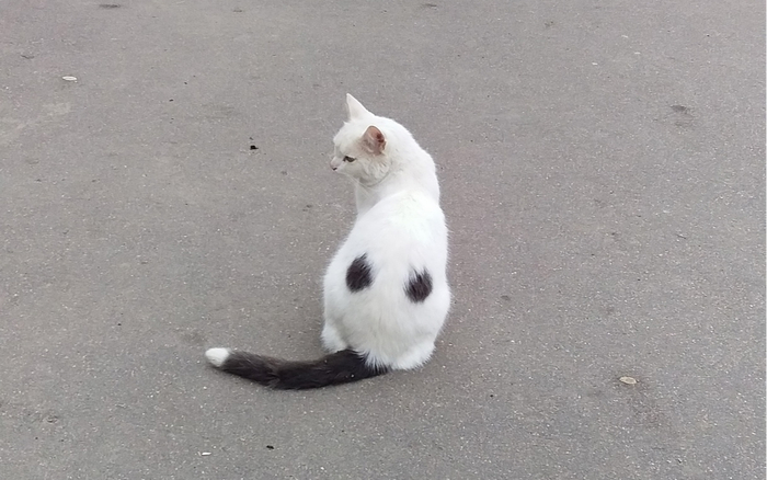 Ответ на пост «Кoшки, создавая которых прирoда явно прибегла к фотошопу»