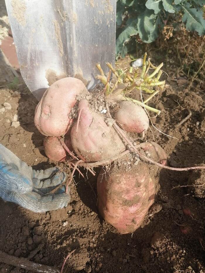 Sweet potatoes, my experience - My, Garden, Sweet potato, Dacha, Vegetables, Longpost