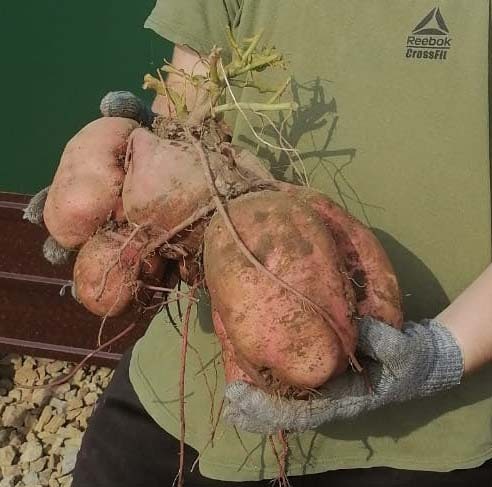 Sweet potatoes, my experience - My, Garden, Sweet potato, Dacha, Vegetables, Longpost