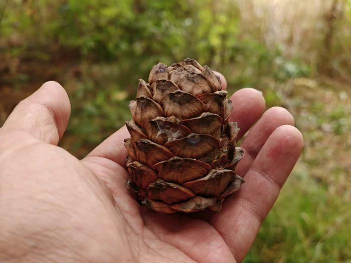 One-day trip for cedar cones in Tomsk region - My, Travels, Drive, Tourism, Novosibirsk, Tomsk, Siberia, Russia, Taiga, Adventures, Cedar, Nature, wildlife, The nature of Russia, The photo, Kolyvan, Video, Youtube, Longpost