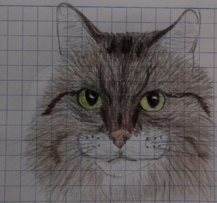 Pencil drawing - My, Art, Drawing, Pencil drawing, cat, Painting, Colour pencils, Musya, Beginner artist