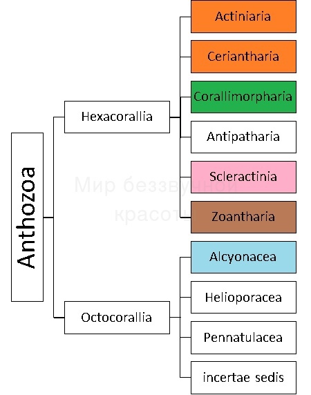 What is a coral polyp? - My, Biology, Nauchpop, Aquarium, Marine Aquarium, Coral, Longpost