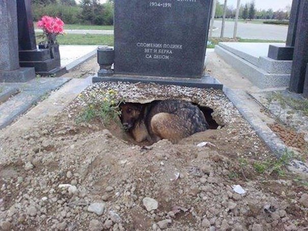 Is it true that this photo shows a dog that dug a hole in its owner's grave? - My, Dog, Animals, Stray dogs, Person, Serbia, The photo, Facts, Проверка, Research, Informative, Longpost, Negative