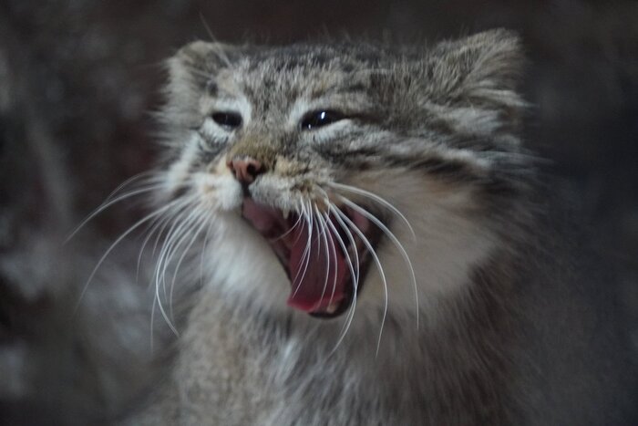 Бодрого всем понедельника