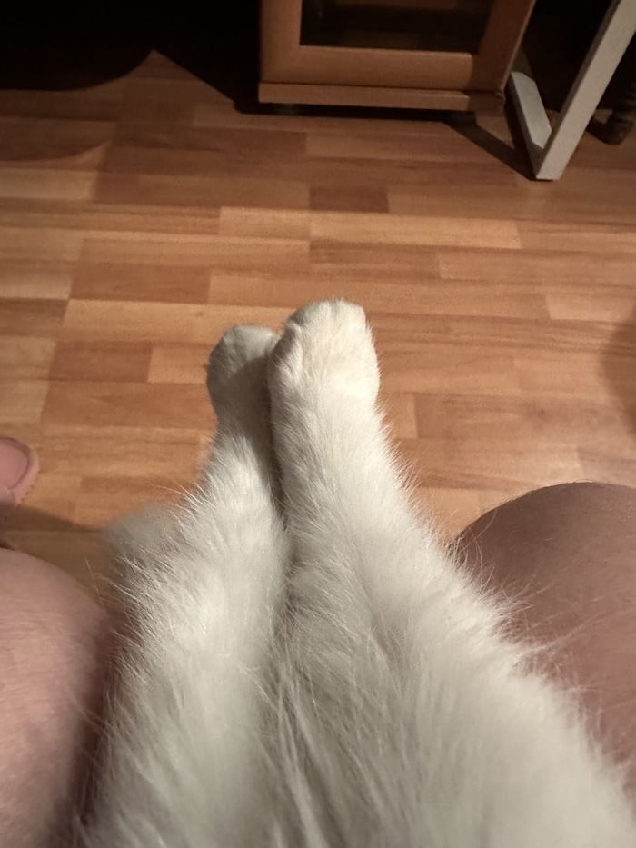Котолапок пост