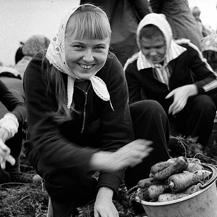 Harvesting carrots, October 1977, Chelyabinsk region, Sosnovsky district, Mitrofanovsky state farm - the USSR, Made in USSR, Childhood in the USSR, Carrot, Chelyabinsk region, 70th, Telegram (link)