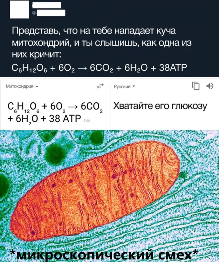 Laughing at the microscopic - Humor, Picture with text, Memes, Mitochondria, Microscope