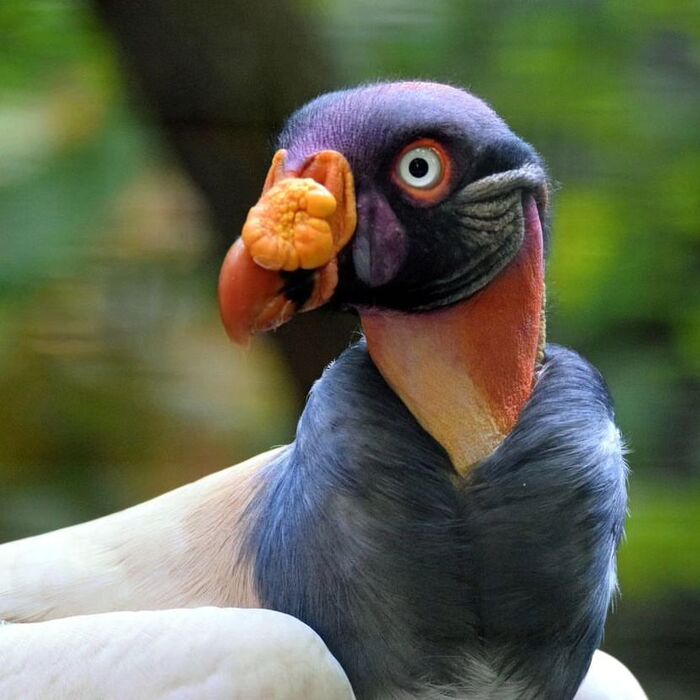 Королевский гриф