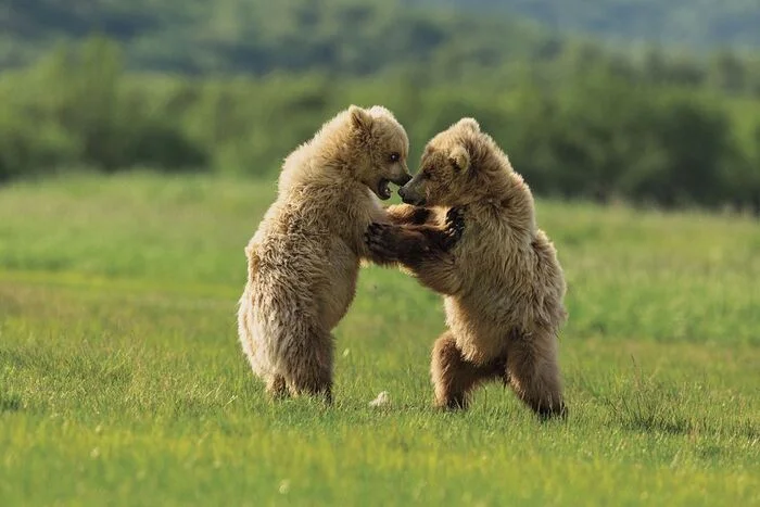 Wrestlers - The Bears, Brown bears, Teddy bears, Predatory animals, Wild animals, wildlife, National park, North America, The photo