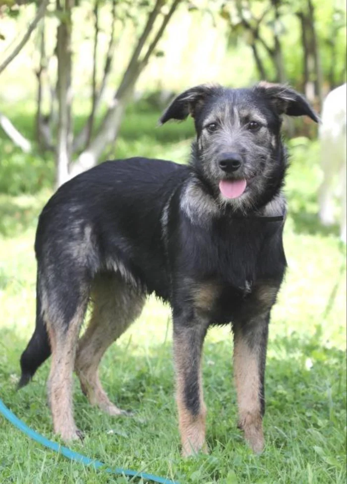 Bearded puppy Jerry is looking for a home - Puppies, Dog, In good hands, Dog lovers, Homeless animals, Overexposure, Shelter, Moscow, Care, Volunteering, No rating, Longpost