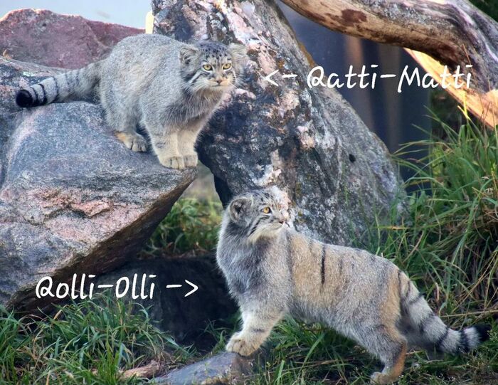 How to distinguish Mimishat (visually) - Wild animals, Predatory animals, Cat family, Pallas' cat, Zoo, Small cats, The photo, Young