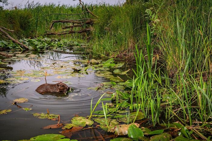 River beaver - Beavers, Rodents, Wild animals, wildlife, Reserves and sanctuaries, Germany, The photo