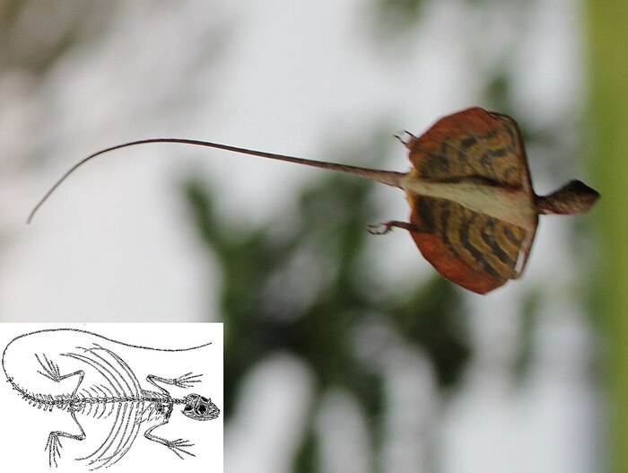 Скелет ящерицы