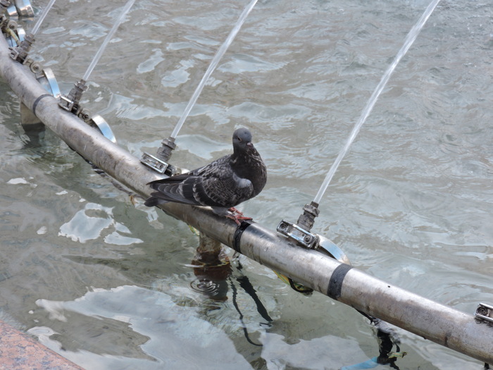 Канатоходец)