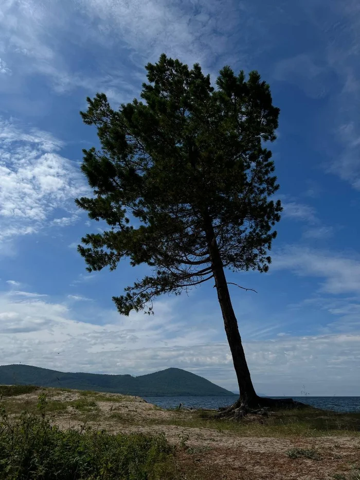 Freedom - Tree, Liberty, Loneliness, wildlife, Plants, The photo, Beautiful view, Landscape, Buryatia, Turk, Baikal