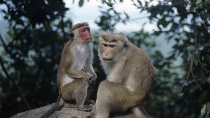 A girl from Podolsk was bitten by a monkey while on holiday abroad - Russia, Girls, Bite, Monkey, Relaxation