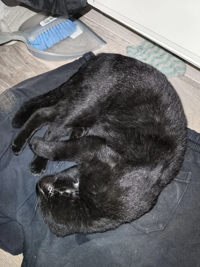 Black cat found - In good hands, cat, Found a cat, Longpost