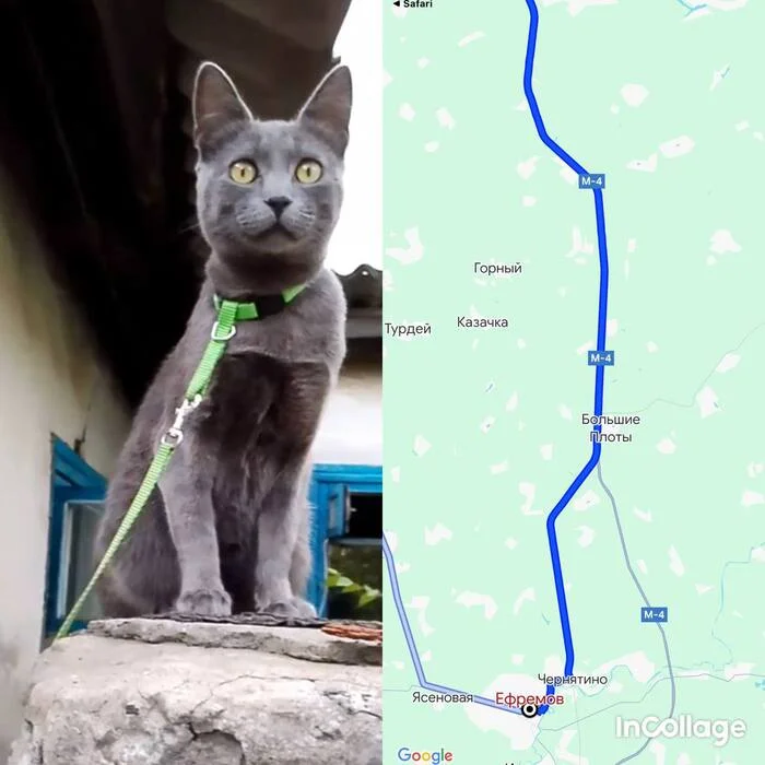 A cat disappeared at a gas station on the M4 highway - Route M4, Tula, Rosneft, Lost cat, Missing animals, Help, Search, Dace, Tula region, Arkhangelsk, The city of Efremov, Kazachka, Volunteering, Mountain, Telegram (link), cat