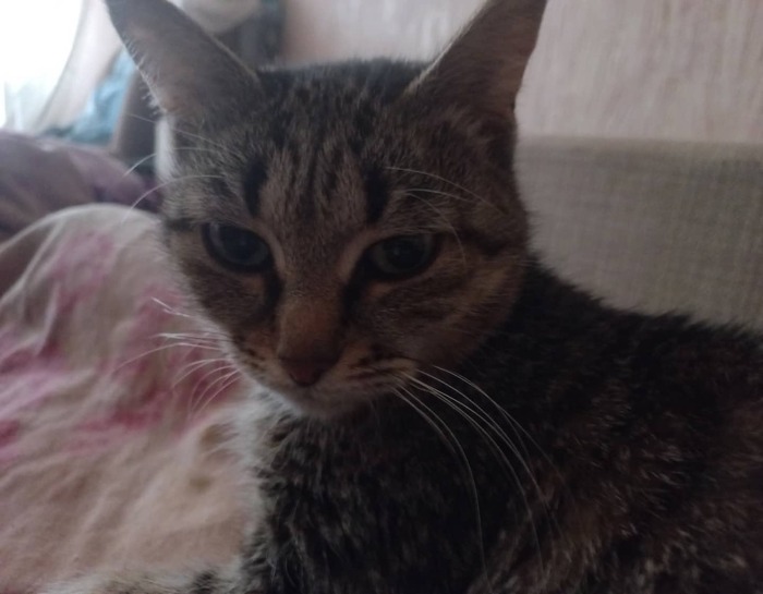 Пушистый будильник)