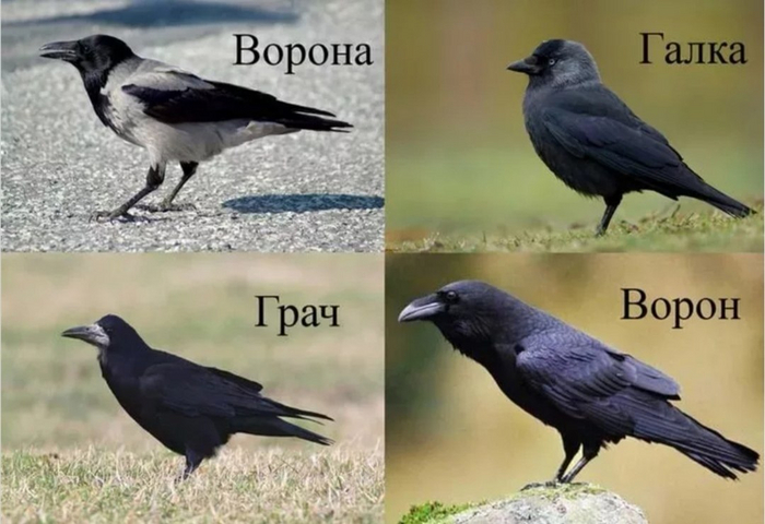 :     .       , , ,  , ,  , ,   (), 