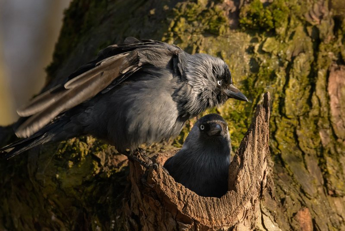  ,         ?  , ,      !