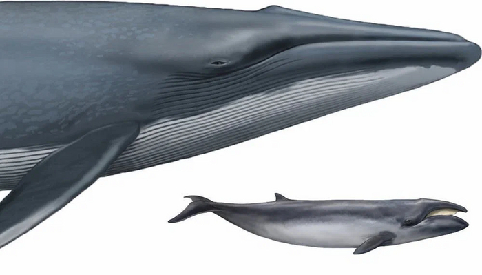 Pygmy Right Whale: The smallest and loneliest baleen whale has disappeared into the depths of the Southern Ocean - Whale, Dwarf, Marine life, Animals, Wild animals, Yandex Zen, Yandex Zen (link), Longpost