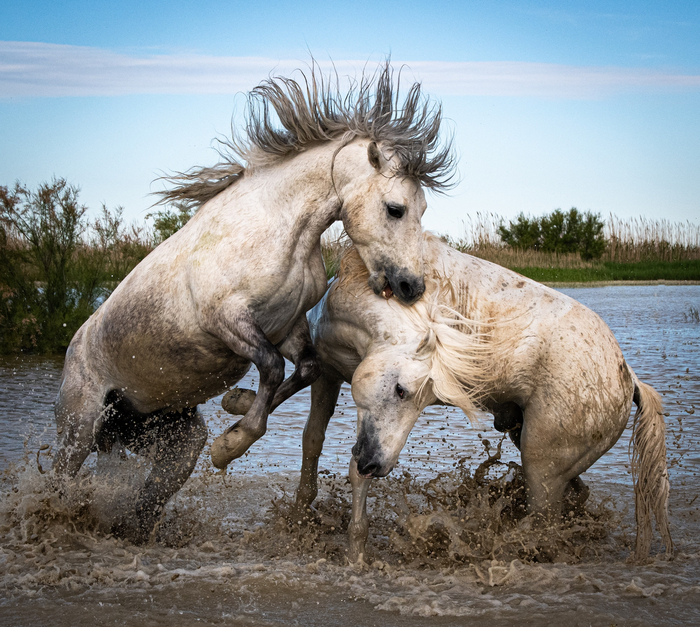 Эта картинка делает больно всем хозяевам белоснежных животных.