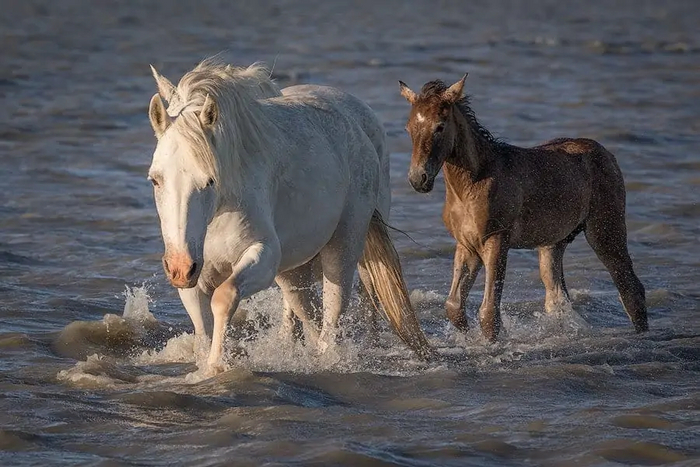 Кстати, жеребята этой породы всегда рождаются вороными или гнедыми. С возрастом их волоски белеют.