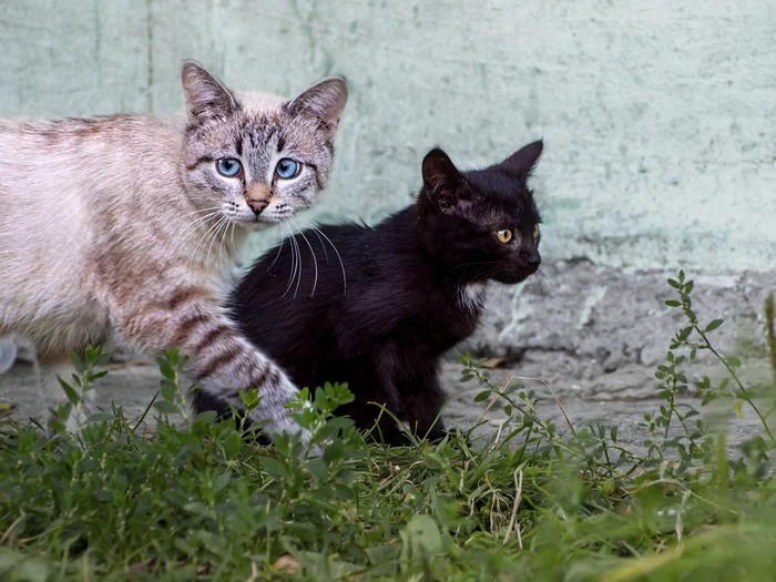 Двое - Моё, Фотография, Уличная фотография, Прогулка по городу, Canon, Кот, Котята, Начинающий фотограф, Погладь кота