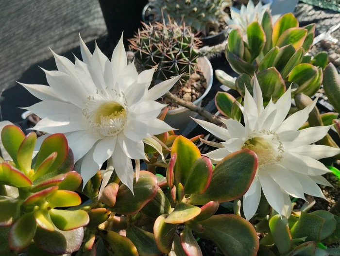 Cactus bloom - My, Plants, Hobby, Houseplants, Cactus, Succulents, Gardening, Bloom, Macro photography, Blooming cacti, Flowers, Longpost