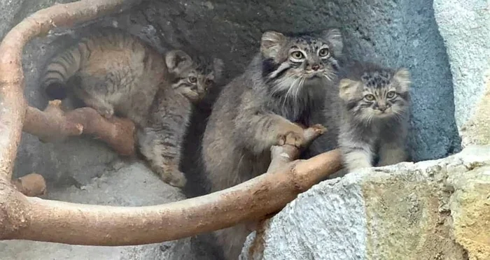 Рядом с мамой - Малые кошки, Манул, Семейство кошачьих, Хищные животные, Дикие животные, Детеныш, Фотография, Зоопарк