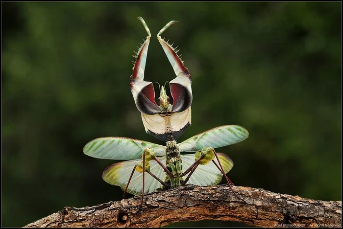 Devil's Flower: Something from another world. This praying mantis lives like a space horror movie - Mantis, Insects, Animals, Wild animals, Yandex Zen, Yandex Zen (link), Longpost