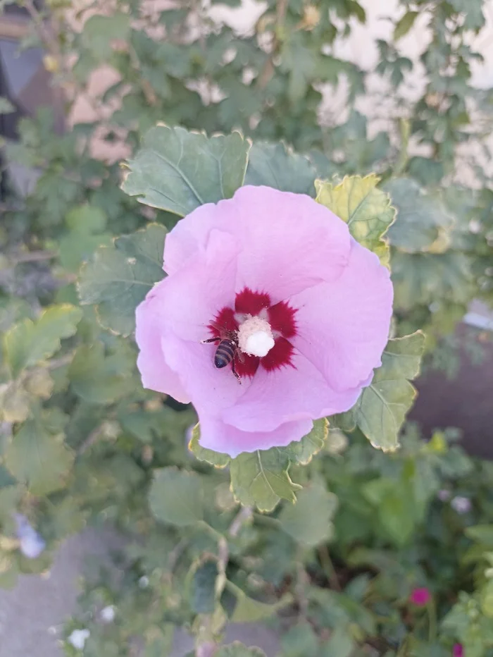 Flowers of Shymkent in Samal-3 and a question. Is it possible to determine the species of a bee by its butt? - My, Flowers, Bees, Shymkent, Kazakhstan, Beeline, Video, Vertical video, Longpost