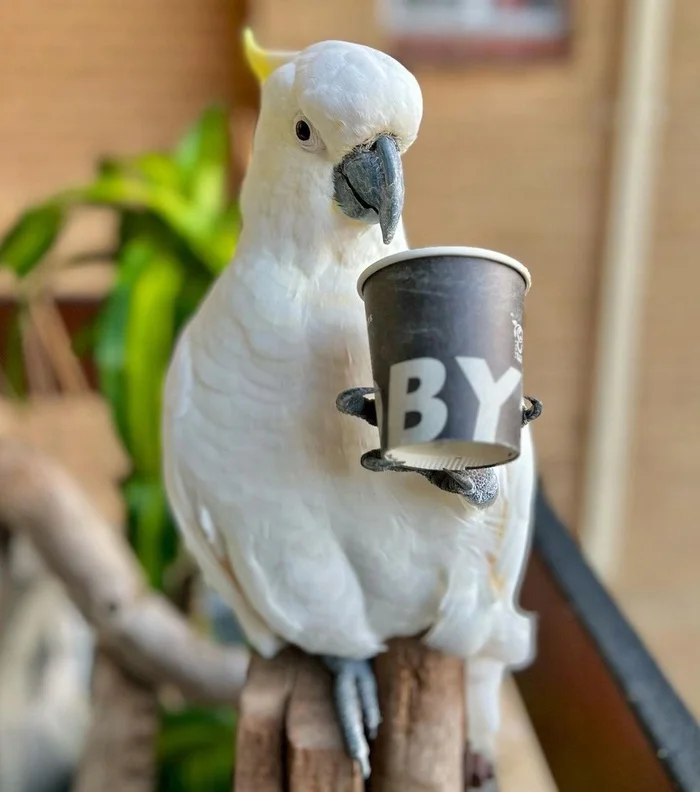 Cheer up! - The photo, A parrot, Milota, Coffee, Morning, Good morning