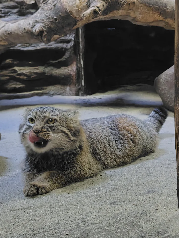 Another goose - Pallas' cat, Wild animals, Zoo, Cat family, Predatory animals, Small cats, Young