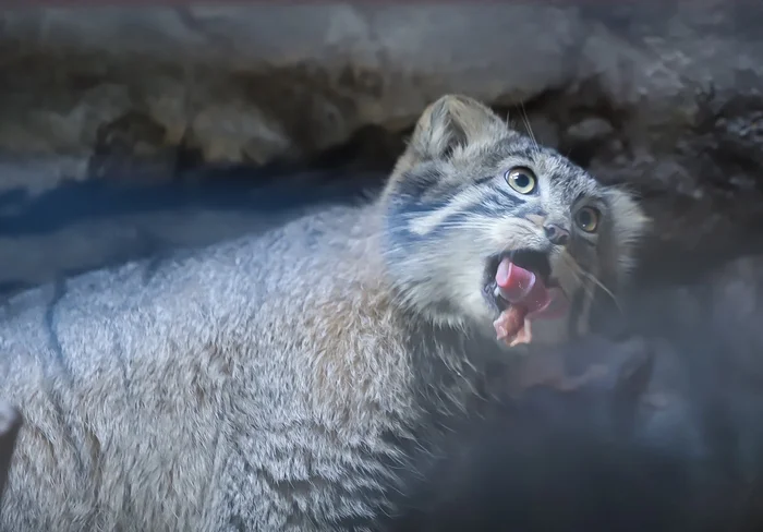 Do I have something stuck in my teeth? - Wild animals, Zoo, Predatory animals, Cat family, Pallas' cat, Small cats, Young, Meat