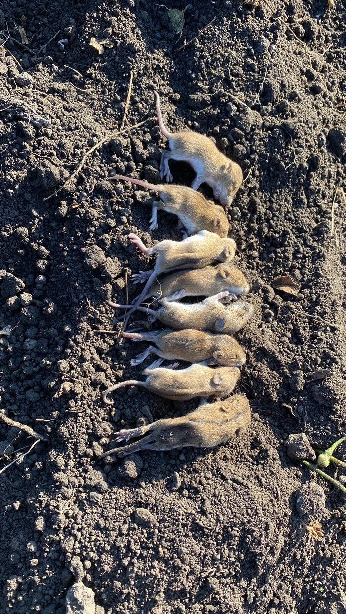 Quiet time - My, Mouse, Field, Rodents