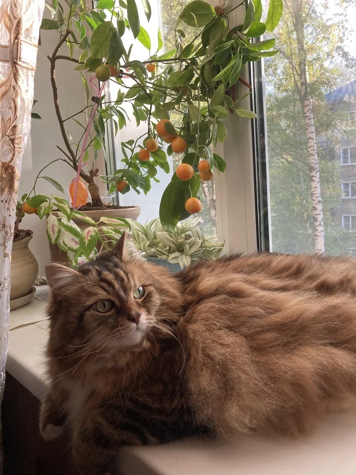 Totosha and calamandin - My, Fat cats, Houseplants, cat, Pets, The photo