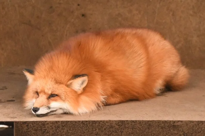 This is how I'll lie... - The photo, Fox, Animals, In the animal world, Fluffy, Laziness