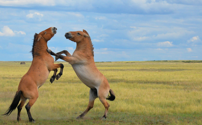 , ,     ,     !     .