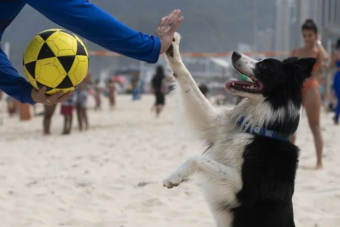 High five - Brazil, Dog, Volleyball, Border Collie