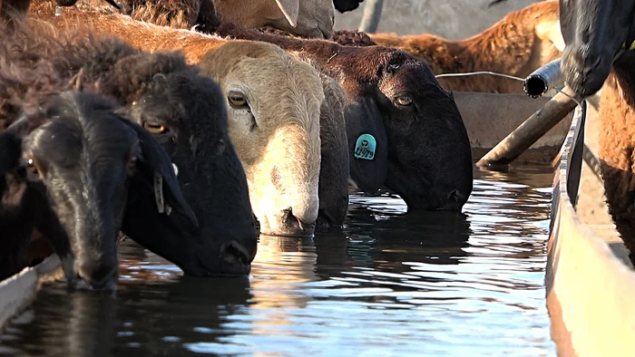 On the maintenance and feeding of Edilbaev sheep in different farming conditions and different climatic zones of the Russian Federation - My, Сельское хозяйство, Entrepreneurship, Small business, Business, Livestock breeding, Sheep, Sheeps, Breed, Breeding, Care and maintenance, Trade, Business idea, Business plan, Content, Farmer, Longpost